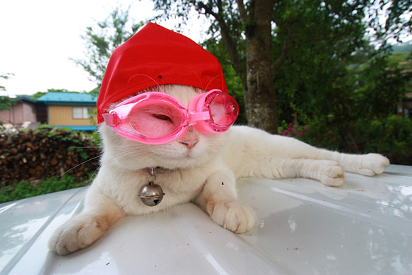 funny-beautiful-amazing-cute-cat-with-spectacle-sun-glass